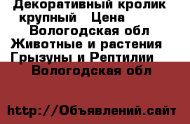 Декоративный кролик, крупный › Цена ­ 900 - Вологодская обл. Животные и растения » Грызуны и Рептилии   . Вологодская обл.